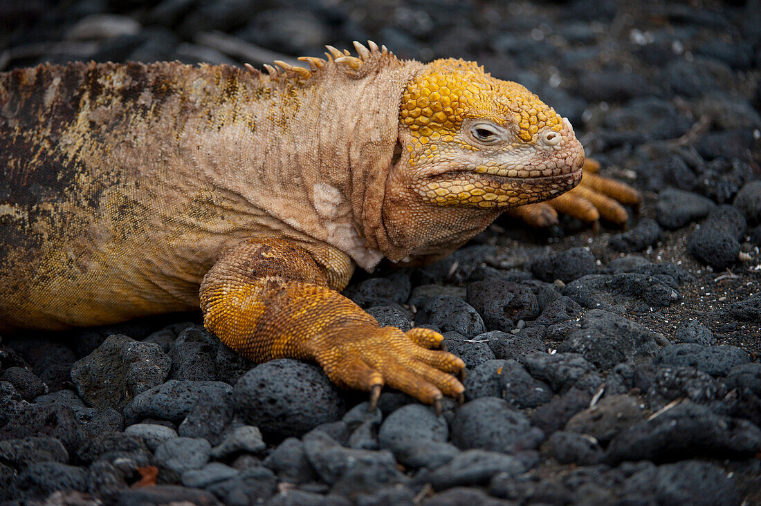 Close-up portrait of a Galapagos land iguana (Conolophus subcristatus) on Urbina Bay in Galapagos Islands National Park,Isabela Island,Galapagos Islands,Ecuador