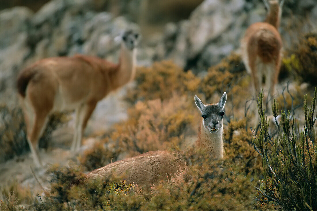 Llamas (Lama glama) grazing on high desert vegetation in the Atacama Desert,Chile