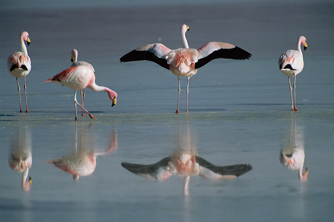 Chilenische Flamingos (Phoenicopterus chilensis) waten in einem saisonalen See in der Atacamawüste von Chile,Chile