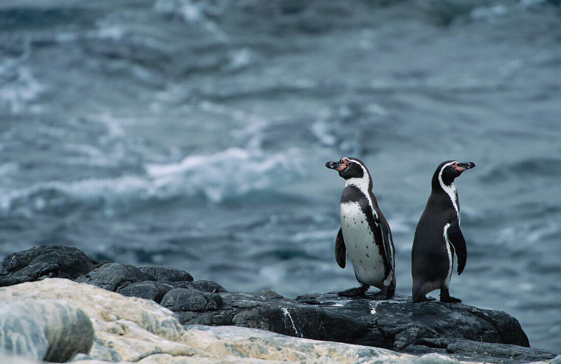 Zwei Peruanische- oder Humboldt-Pinguine (Spheniscus humboldti) an einem felsigen Ufer im Pan de Azucar Nationalpark,Chile