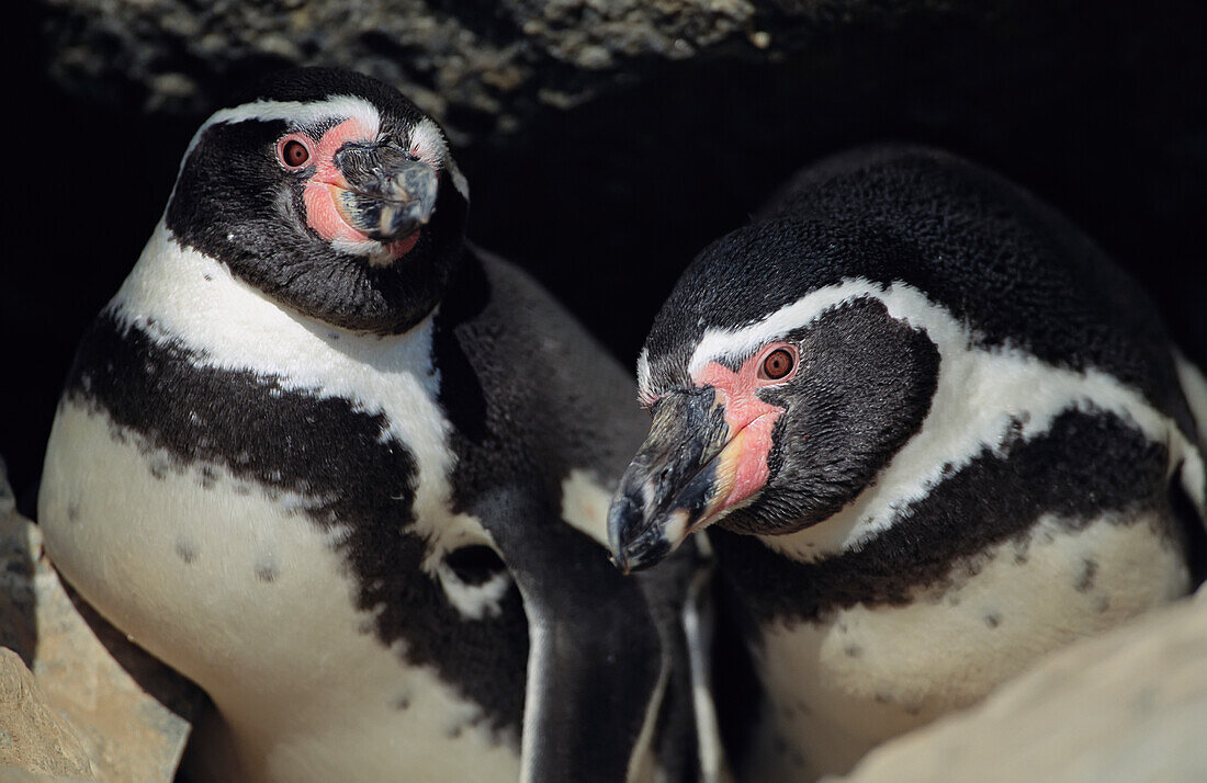 Nahaufnahme zweier Peruanischer,oder Humboldt,Pinguine (Spheniscus humboldti) im Pan de Azucar National Park,Chile