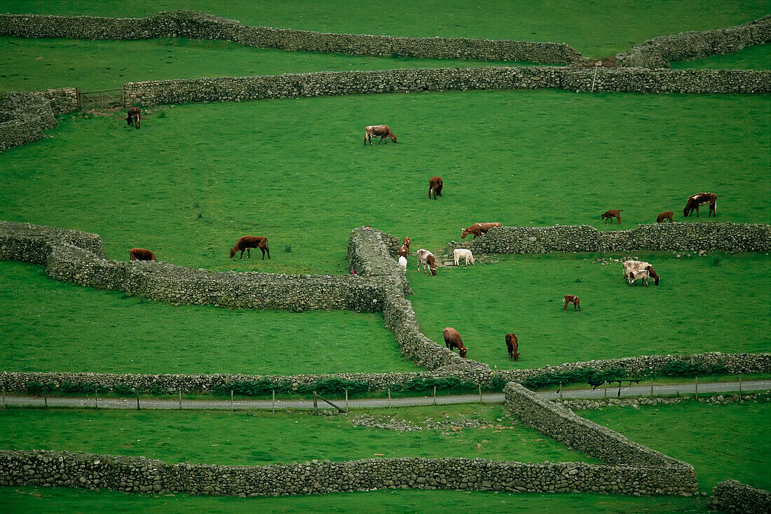 Cattle graze in fields fenced with stone walls at Scafell Pike in England,England