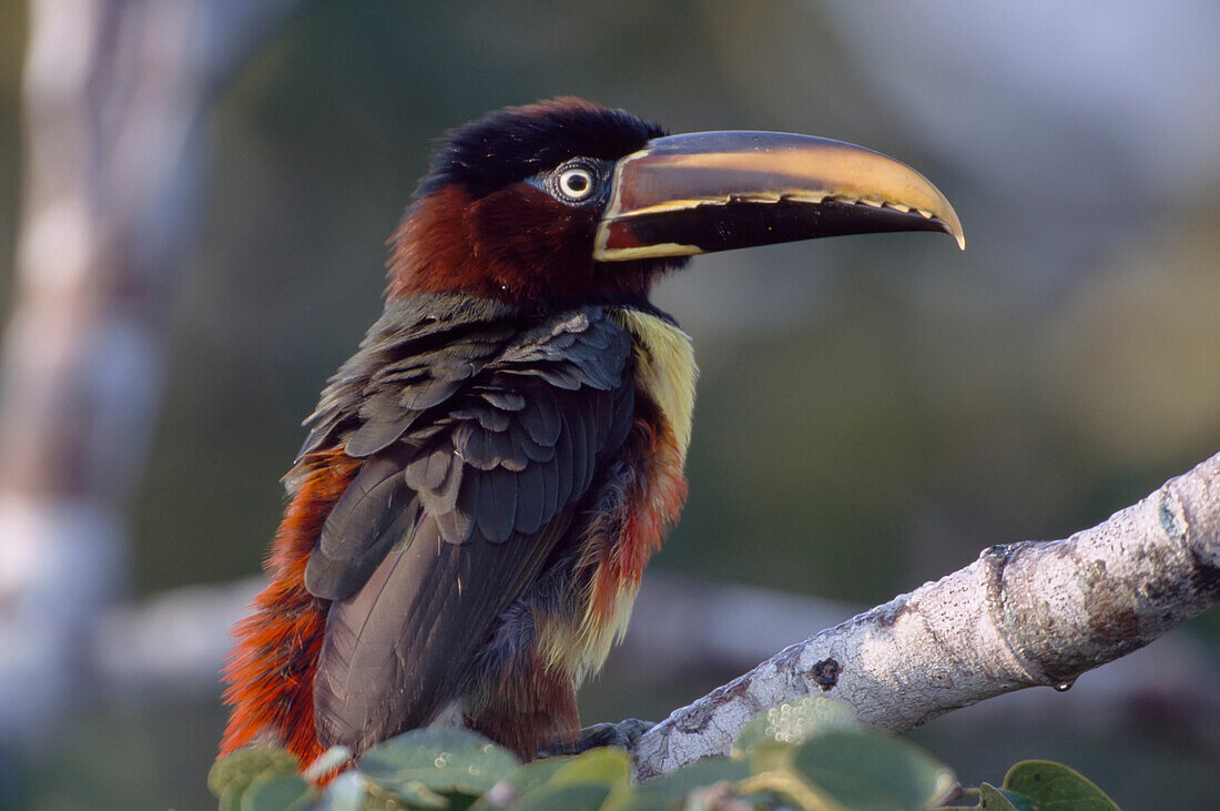 Porträt eines Kastanienohr-Arakaris (Pteroglossus castanotis) auf einem Baumstamm,Pantanal,Brasilien