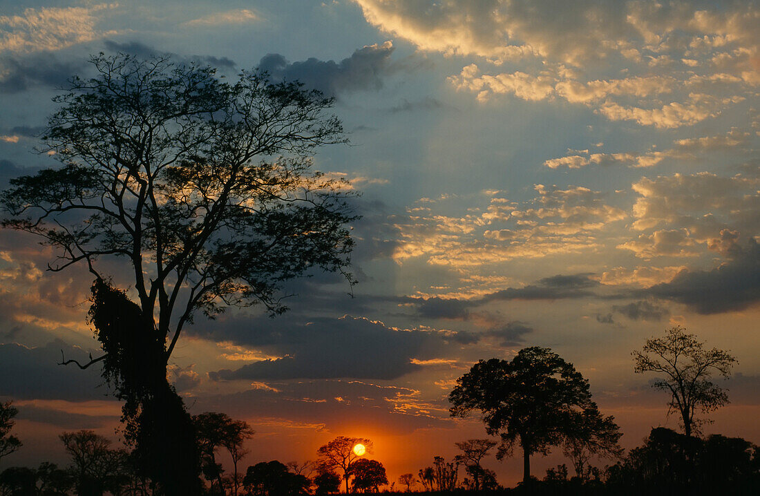 Trees silhouetted and clouds glowing at sunset,Pantanal,Brazil