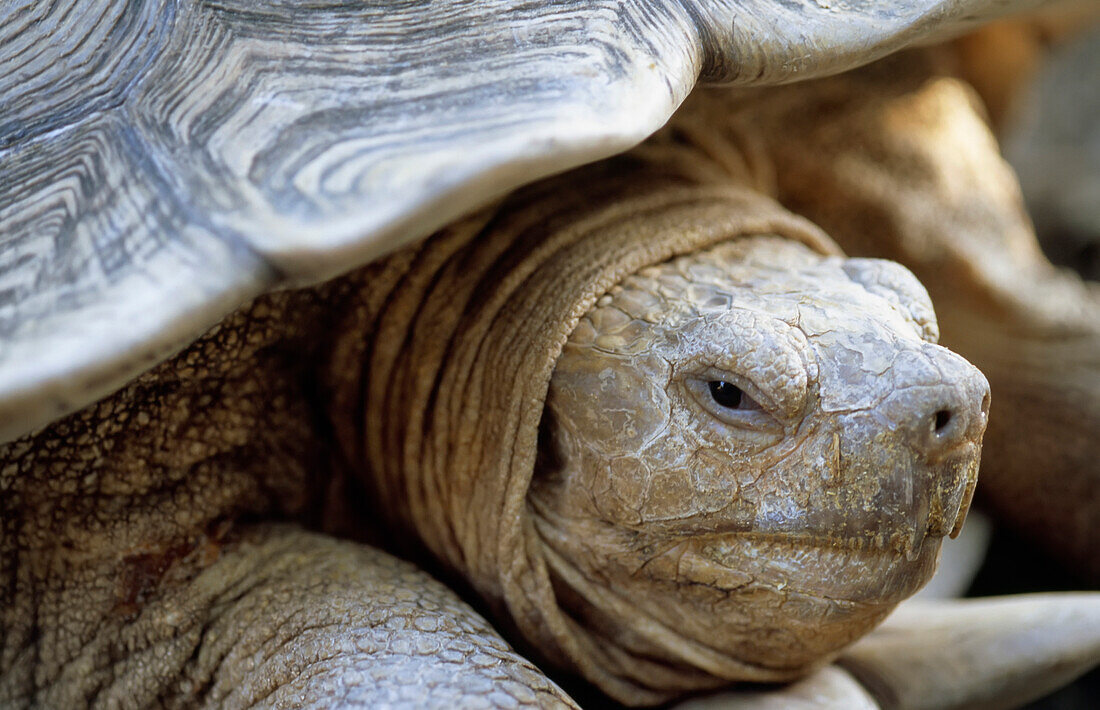 Nahaufnahme einer Afrikanischen Spornschildkröte (Centrochelys sulcata), Houston, Texas, Vereinigte Staaten von Amerika