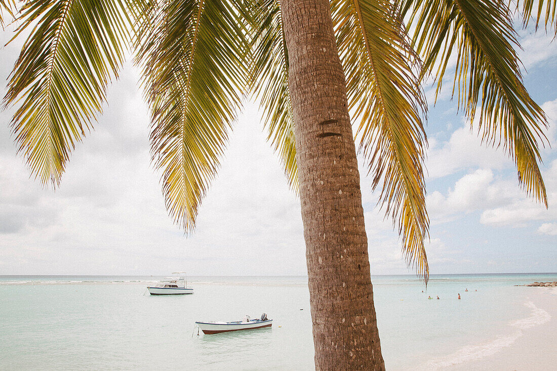 Nahaufnahme einer Palme mit schwimmenden Menschen und nahe am Ufer vertäuten Booten am unberührten weißen Sandstrand des kleinen Dorfs Worthing, Worthing, Barbados, Karibik
