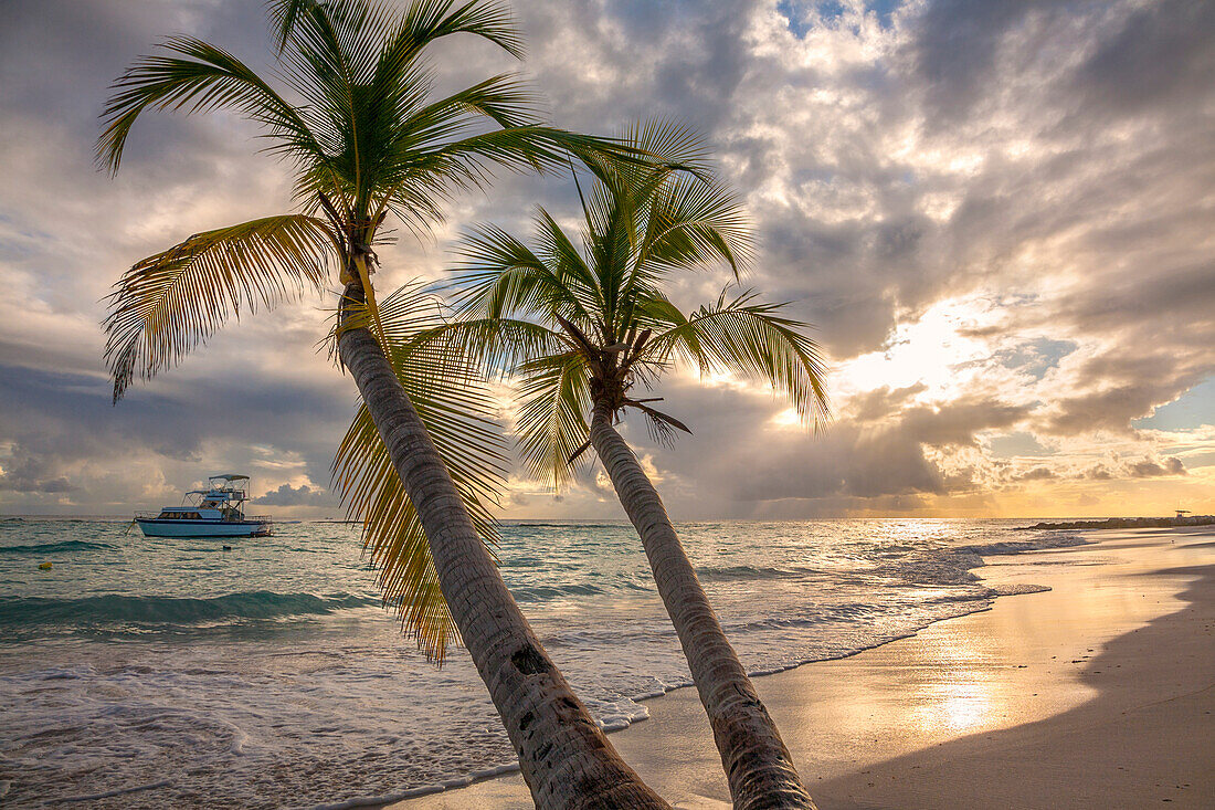 Close-up of palm tree with a yacht moored off shore and the turquoise water and foamy surf rolls onto the pristine white sand beach at twilight in the small village of Worthing,Worthing,Barbados,Caribbean