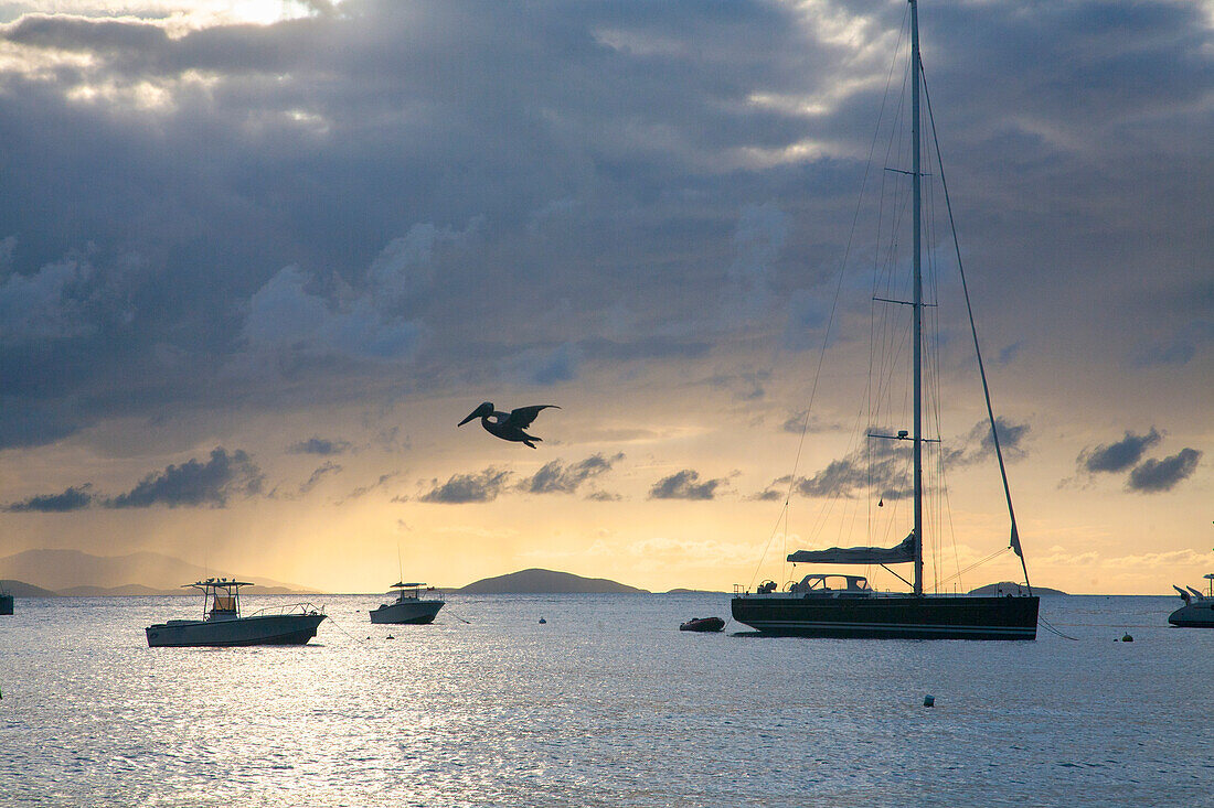 Silhouette von Booten, die vor dem Ufer an der Cane Garden Bay vertäut sind, mit einem Pelikan, der gegen den grauen, bewölkten Himmel in der Dämmerung fliegt, Tortola, Britische Jungferninseln, Karibik