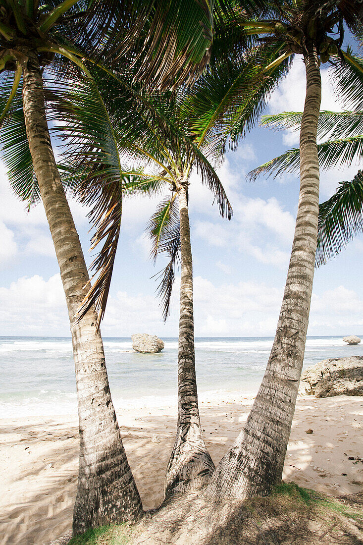 Palm lined beach at Bathsheba,Bathsheba,Barbados,Caribbean