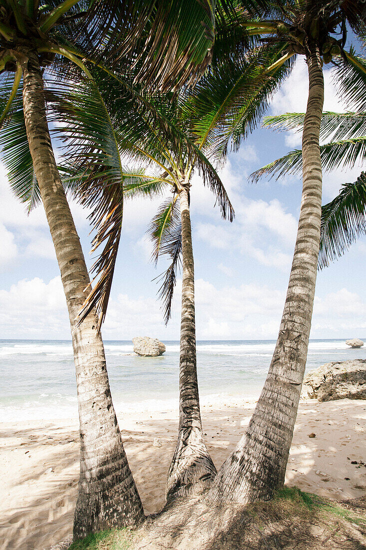 Palmengesäumter Strand bei Bathsheba,Bathsheba,Barbados,Karibik