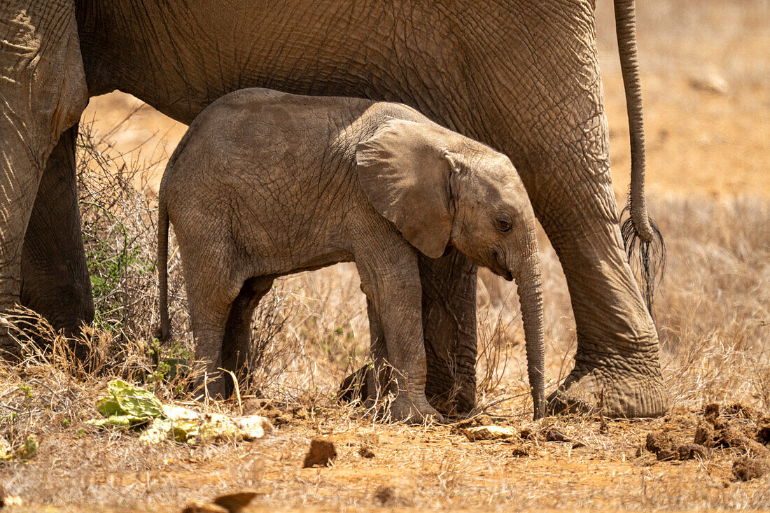 Afrikanisches Buschelefantenkalb (Loxodonta africana) steht mit seiner Mutter in der Savanne bei Segera,Segera,Laikipia,Kenia