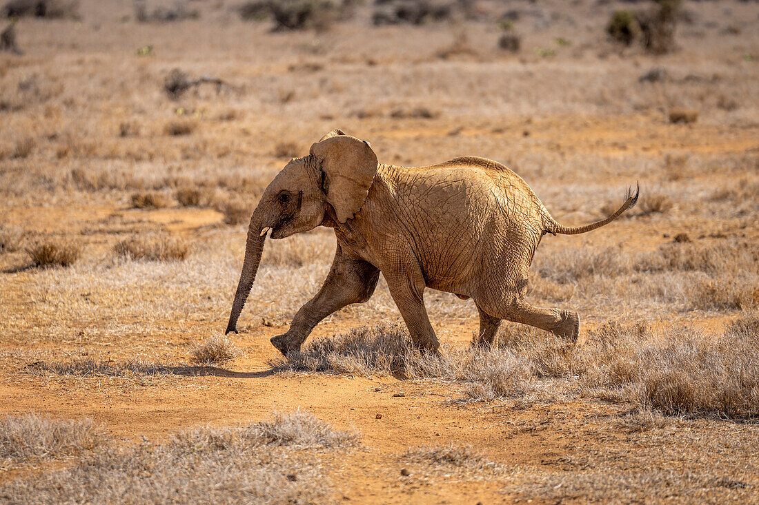 Young,African bush elephant (Loxodonta africana) running across the sunlit savannah at Segera,Segera,Laikipia,Kenya