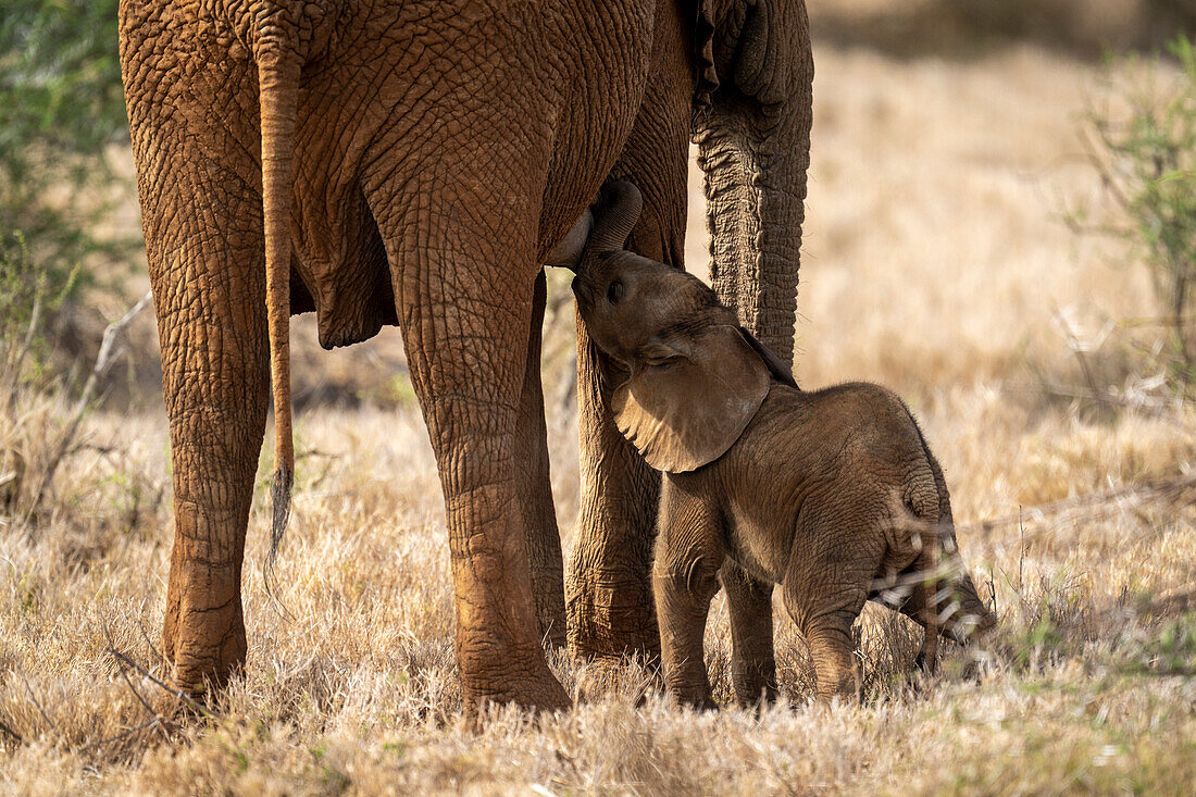 Afrikanischer Buschelefant (Loxodonta africana) steht in der Savanne und säugt ein junges Kalb in Segera,Segera,Laikipia,Kenia
