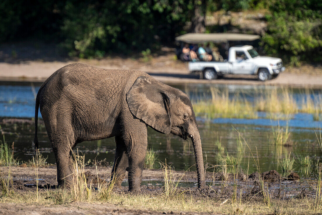 Young,African bush elephant (Loxodonta africana) standing by a river dipping its trunk in the near a jeep in the background in Chobe National Park,Chobe,Botswana
