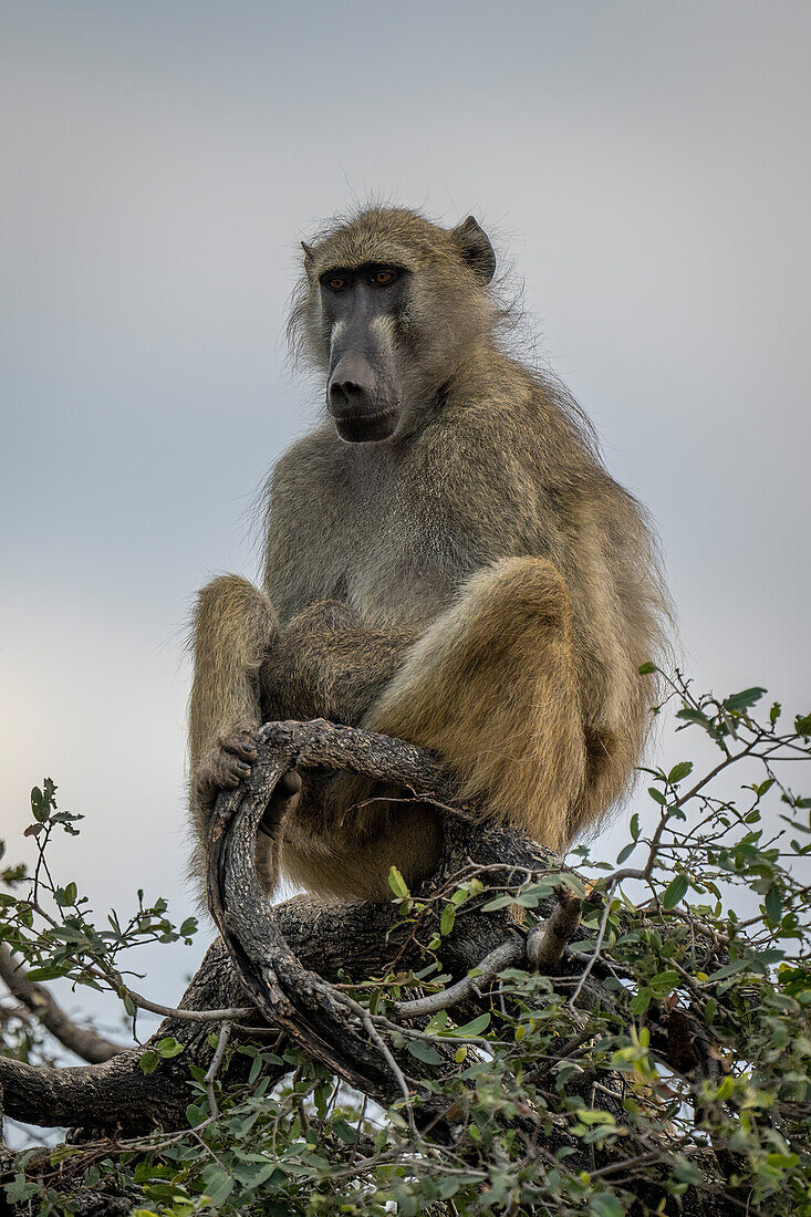 Nahaufnahme eines Chacma-Pavians (Papio ursinus), der hoch oben auf einem Baum sitzt, bei bewölktem Himmel im Chobe-Nationalpark, Chobe, Nordwesten, Botswana