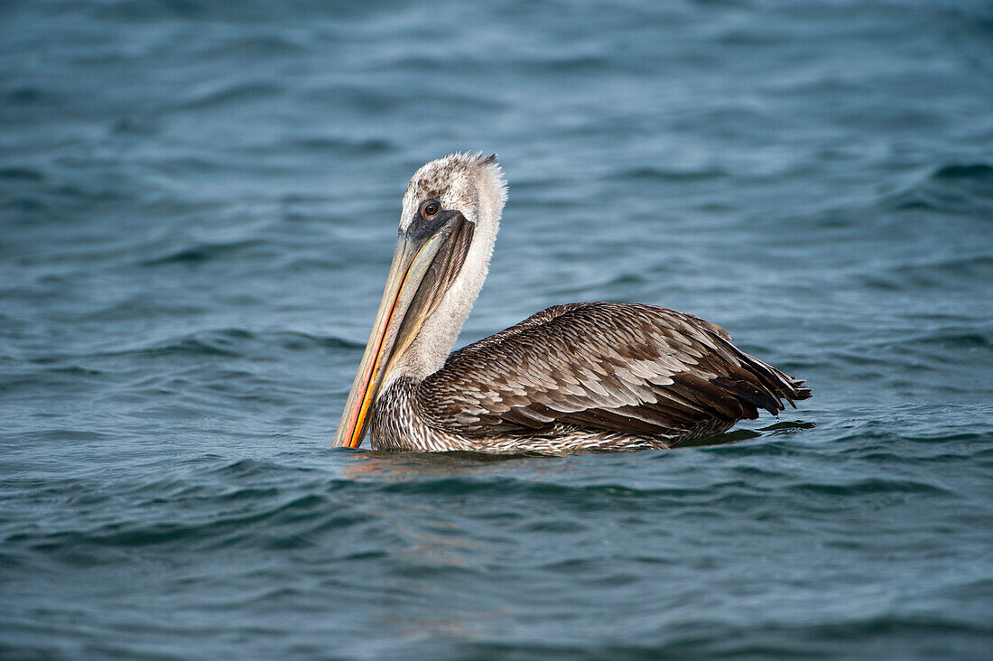 Brauner Pelikan (Pelecanus occidentalis) schwimmt im Wasser nahe der Insel Santiago im Nationalpark der Galapagos-Inseln,Galapagos-Inseln,Ecuador