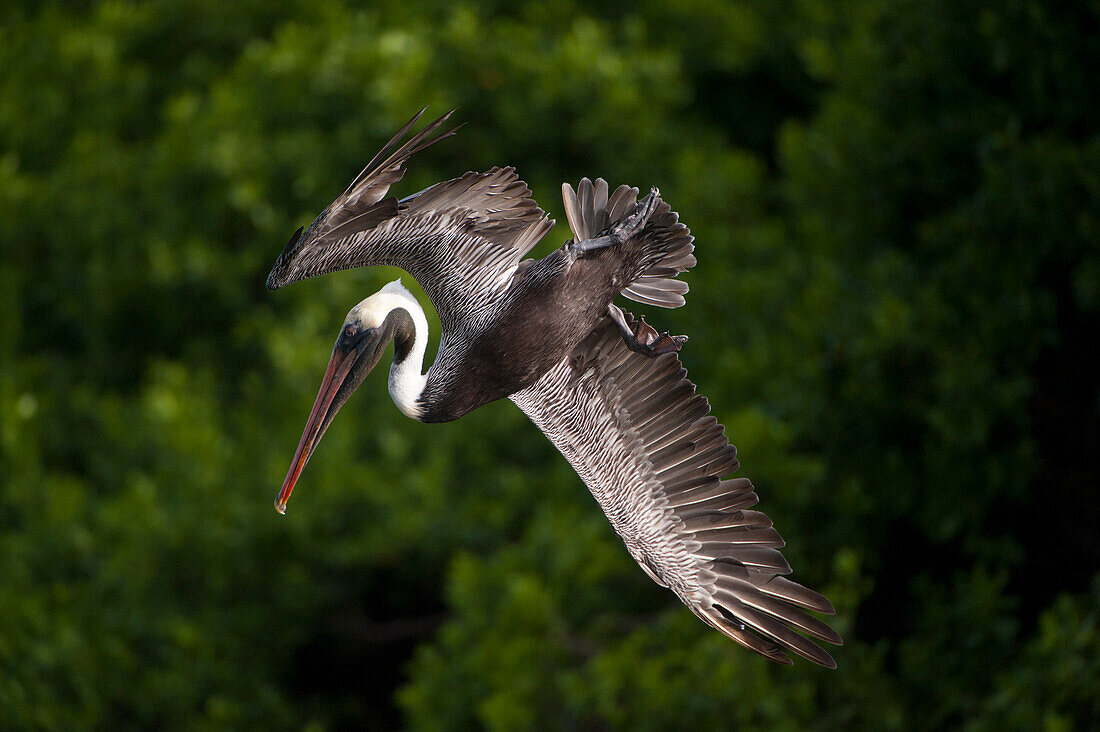 Brauner Pelikan (Pelecanus occidentalis) im Flug nahe der Insel Santiago im Nationalpark der Galapagos-Inseln, Galapagos-Inseln, Ecuador