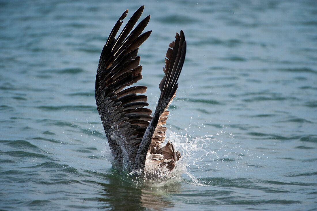 Brauner Pelikan (Pelecanus occidentalis) taucht im Wasser nach Fischen in der Nähe der Insel Santiago im Nationalpark der Galapagos-Inseln, Galapagos-Inseln, Ecuador