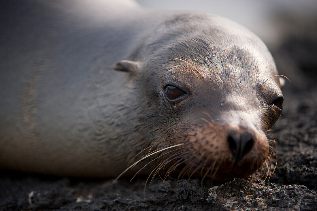 Gefährdeter Galapagos-Seelöwe (Zalophus wollebaeki) ruht auf einem Felsen im Galapagos-Inseln-Nationalpark, Insel Santiago, Galapagos-Inseln, Ecuador