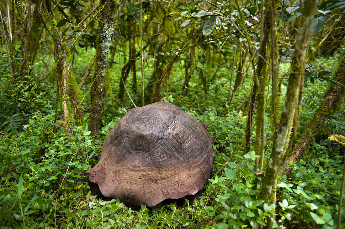 Seltene Galapagos-Schildkröte (Chelonoidis nigra) auf der Insel Santa Cruz im Nationalpark der Galapagos-Inseln, Insel Santa Cruz, Galapagos-Inseln, Ecuador