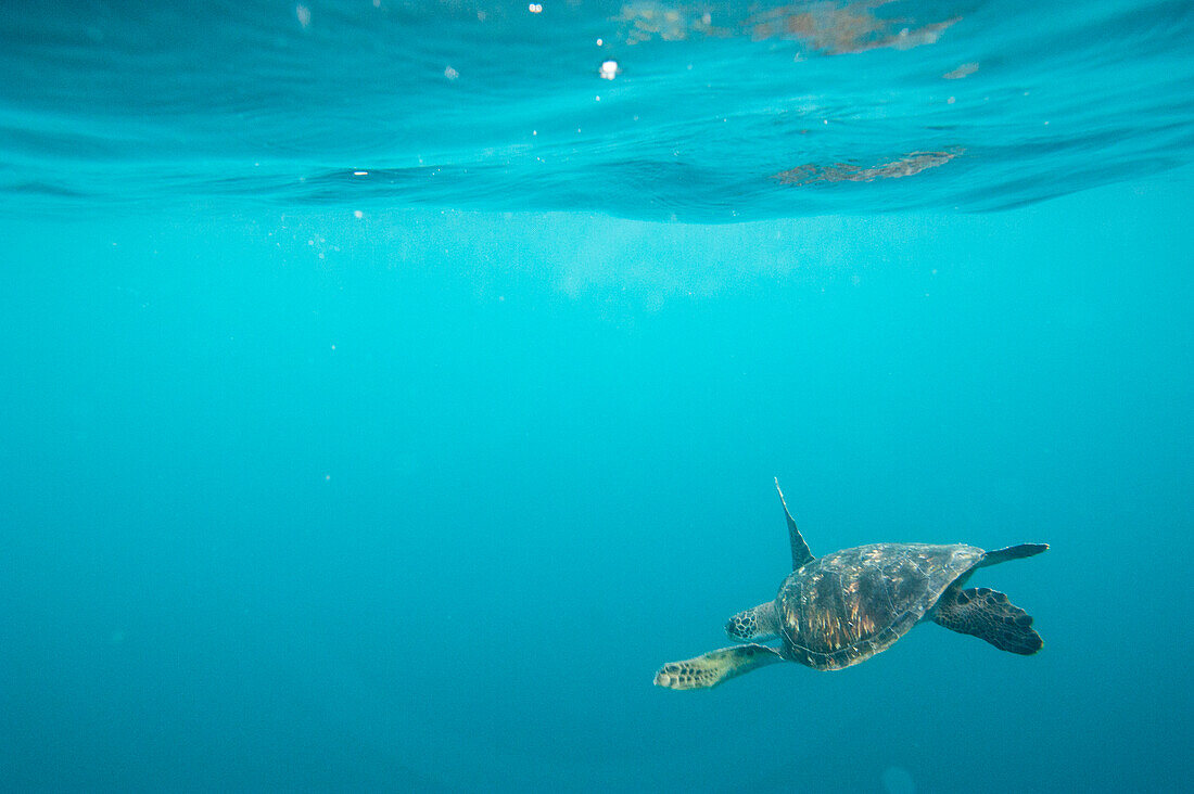 Endangered Green sea turtle (Chelonia mydas) swimming in blue water near Kicker Rock in Galapagos Islands National Park,San Cristobal Island,Galapagos Islands,Ecuador