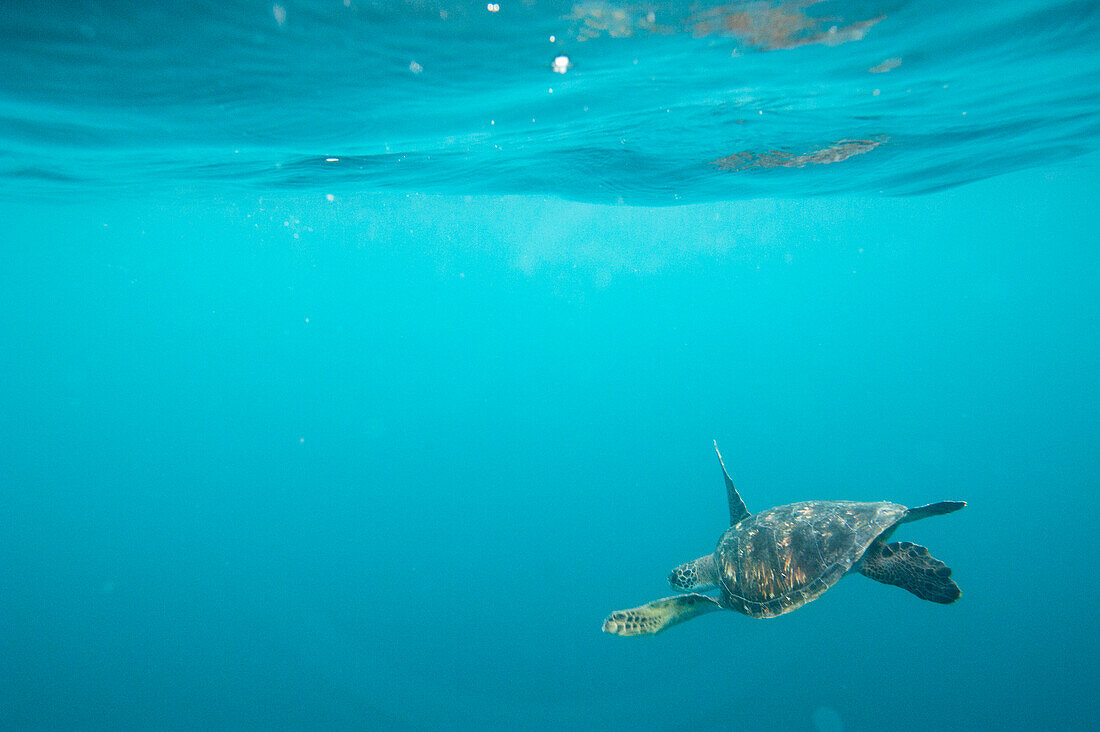Gefährdete Grüne Meeresschildkröte (Chelonia mydas) schwimmt im blauen Wasser in der Nähe des Kicker Rock im Galapagos Islands National Park, San Cristobal Island, Galapagos Islands, Ecuador