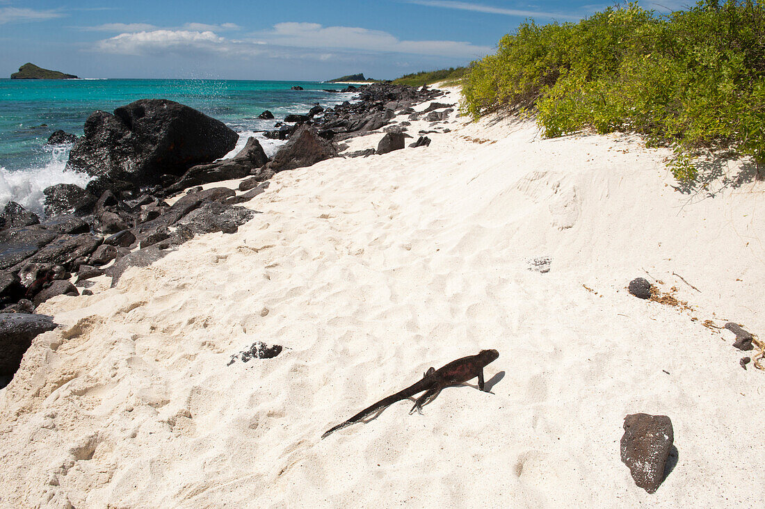 Espanola marine iguana (Amblyrhynchus cristatus venustissimus) crawls in white sand on a rock-lined beach in Galapas Islands National Park,Espanola Island,Galapagos Islands,Ecuador