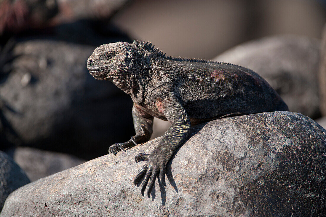 Espanola-Meeresleguan (Amblyrhynchus cristatus venustissimus) auf einem Felsen im Nationalpark der Galapagos-Inseln, Insel Espanola, Galapagos-Inseln, Ecuador