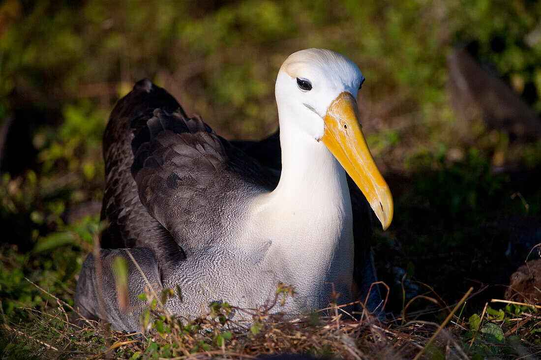 Vom Aussterben bedrohter Wellenalbatros (Phoebastria irrorata) auf der Insel Espanola im Nationalpark der Galapagos-Inseln, Insel Espanola, Galapagos-Inseln, Ecuador