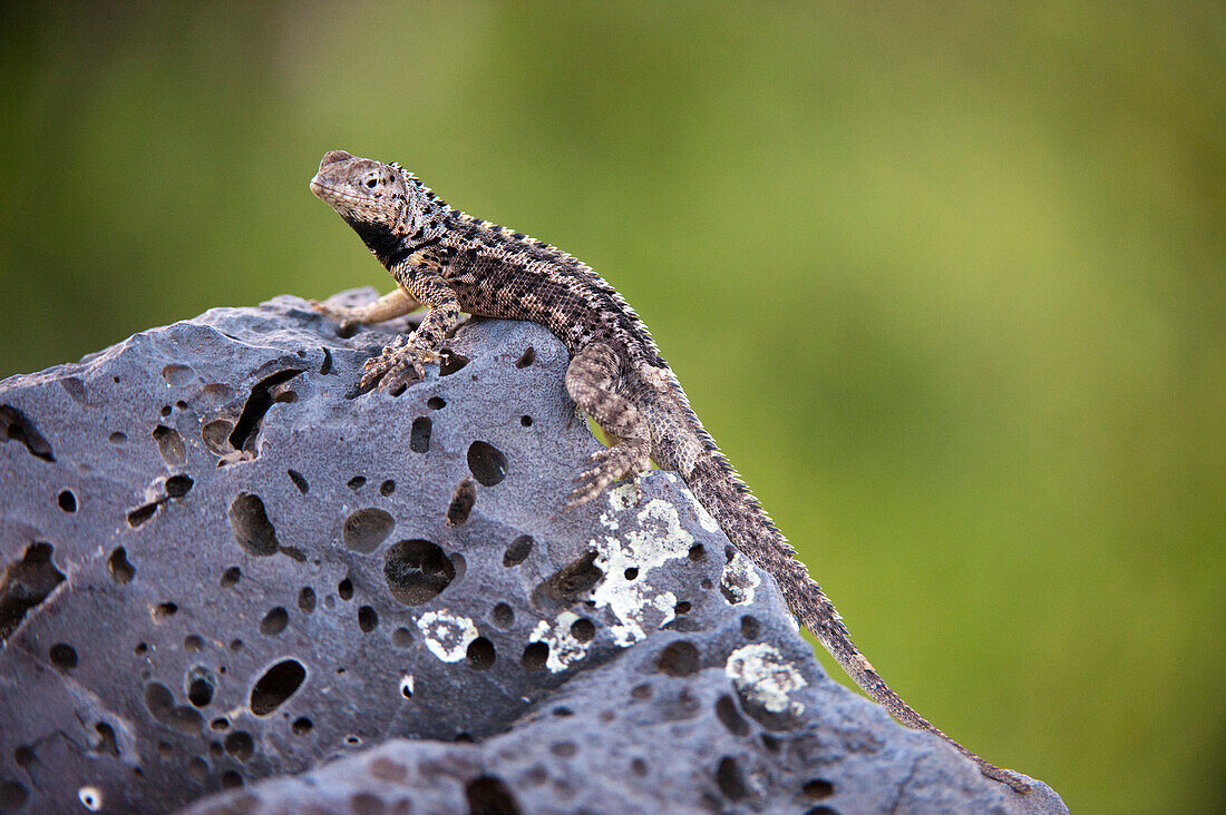 Floreana-Lavaeidechse (Microlophus grayii) auf der Insel Floreana im Nationalpark der Galapagos-Inseln, Floreana-Insel, Galapagos-Inseln, Ecuador