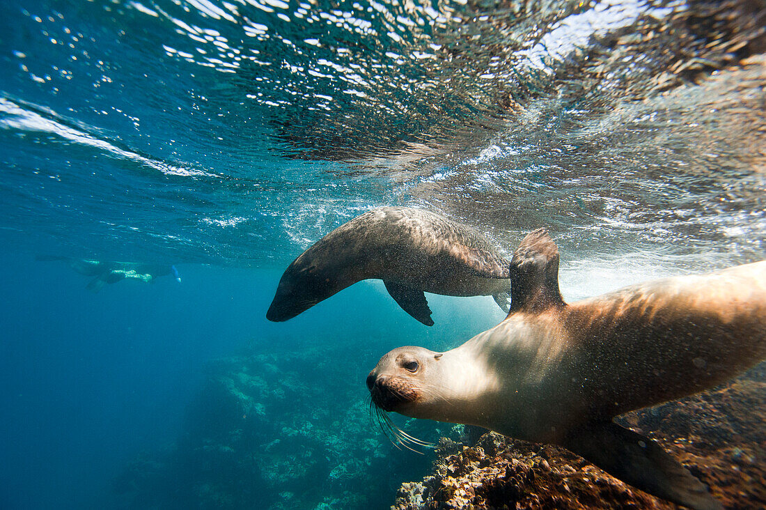 Endangered Galapagos sea lions (Zalophus wollebaeki) swim underwater in the Pacific ocean,near Floreana Island in Galapagos Islands National Park,Floreana Island,Galapagos Islands,Ecuador