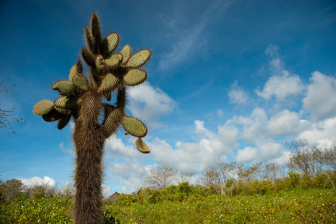 Feigenkaktus (Opuntia echios var. gigantea) vor blauem Himmel mit Wolken auf der Insel Santa Cruz im Nationalpark der Galapagos-Inseln, Santa Cruz Island, Galapagos-Inseln, Ecuador