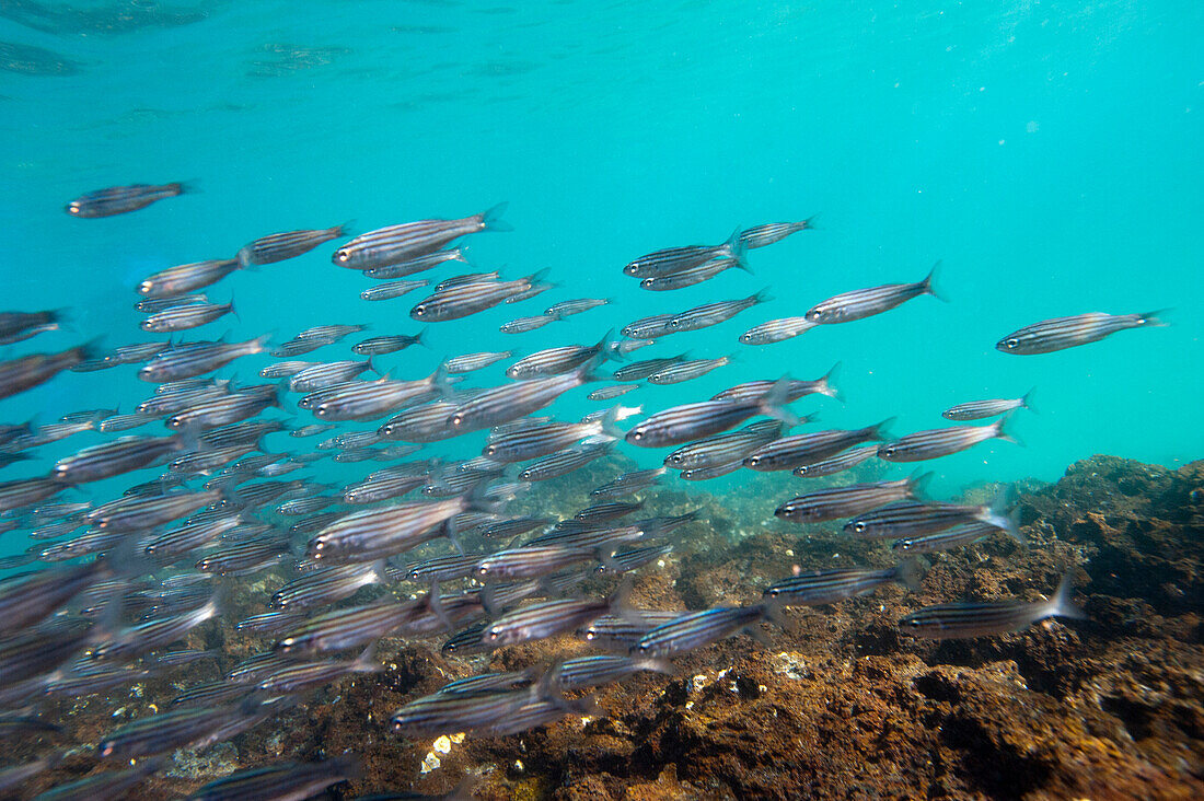 School of Black-striped Salema (Xenocys Jessiae) in the Pacific Ocean in Galapagos Islands National Park,Ecuador,Galapagos Islands,Ecuador
