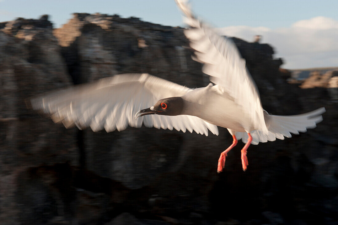 Schwalbenschwanzmöwe (Creagrus furcatus) im Flug im Galapagos-Insel-Nationalpark,Turminsel,Galapagos-Inseln,Ecuador