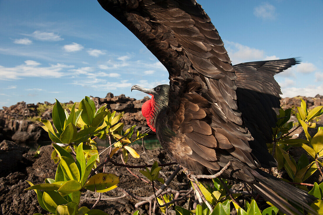 Fregattvogel (Fregata minor) zeigt seinen roten Nackensack, um ein Weibchen anzulocken im Nationalpark der Galapagos-Inseln, Insel Genovesa, Galapagos-Inseln, Ecuador