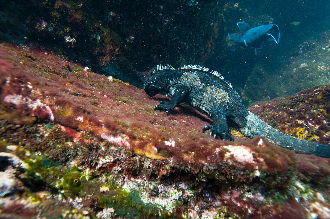 Meeresleguan (Amblyrhynchus cristatus) frisst Algen unter Wasser im Pazifischen Ozean im Galapagos-Inseln-Nationalpark, Genovesa-Insel, Galapagos-Inseln, Ecuador