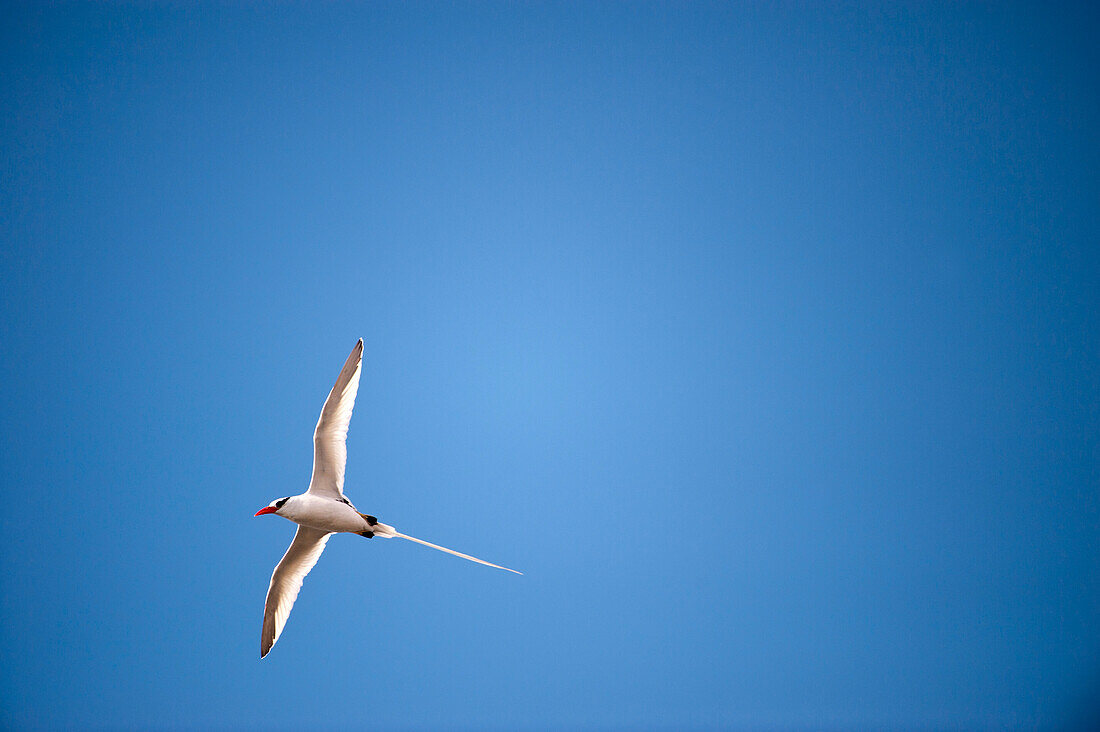 Red-billed tropicbird (Phaethon aethereus) flies over Genovesa Island in Galapagos Islands National Park,Genovesa Island,Galapagos Islands,Ecuador