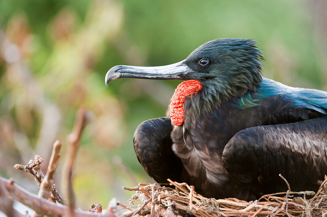 Männlicher Fregattvogel (Fregata minor) wacht über sein Nest auf der Insel Genovesa im Nationalpark der Galapagos-Inseln, Insel Genovesa, Galapagos-Inseln, Ecuador