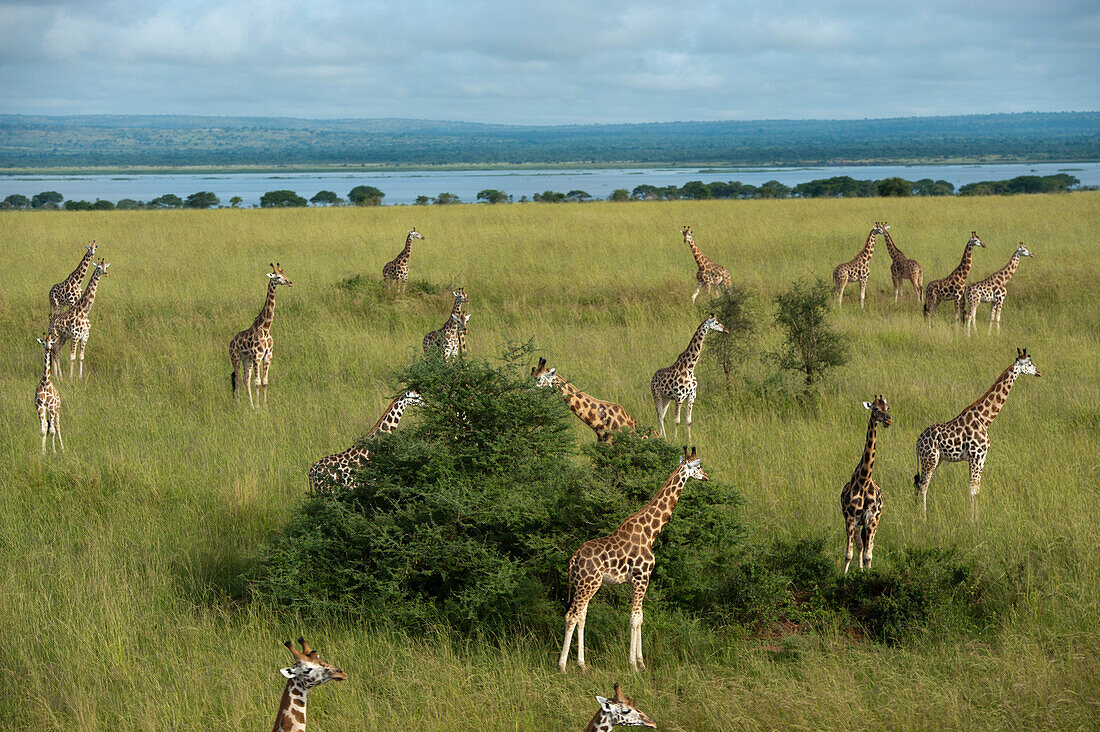 Eine Herde Rothschild-Giraffen (Giraffa camelopardalis rothschildi) grast auf Bäumen im Murchison Falls National Park, Uganda