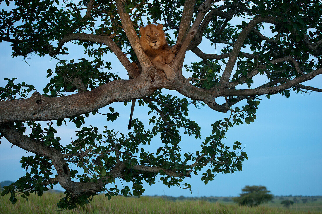 Afrikanischer Löwe (Panthera leo) klettert zum Schlafen auf einen Baum im Queen Elizabeth National Park, Uganda