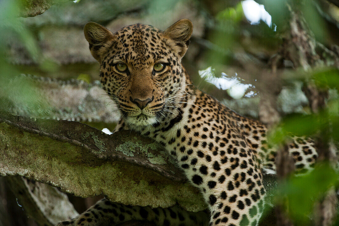 Junger weiblicher Leopard (Panthera pardus) ruht in einem Euphorbienbaum im Queen Elizabeth National Park, Uganda