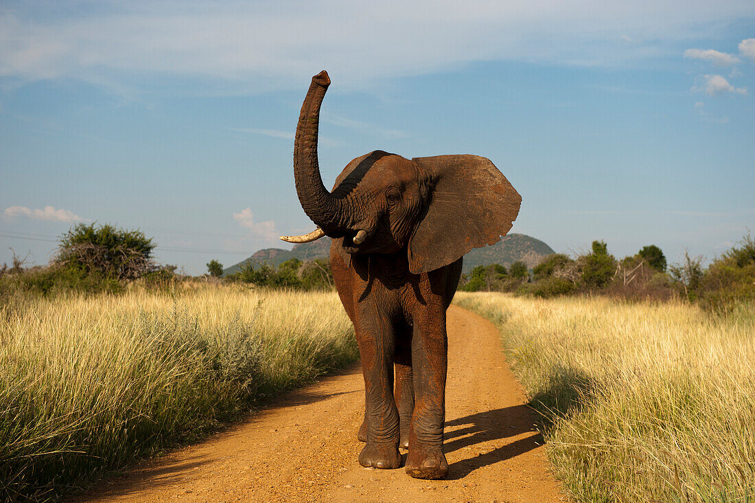 Afrikanischer Elefant (Loxodonta africana) steht allein auf einer unbefestigten Straße mit erhobenem Rüssel im Madikwe-Wildreservat, Südafrika, Südafrika
