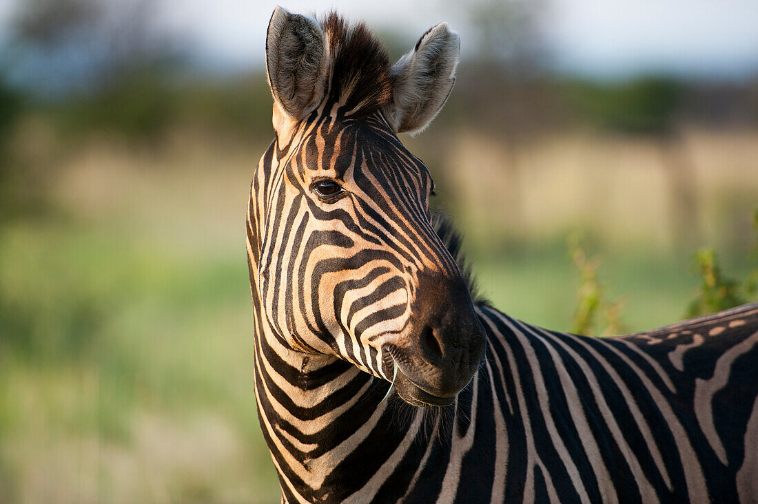 Burchell's Zebra (Equus quagga burchellii) im Madikwe-Wildreservat,Südafrika,Südafrika