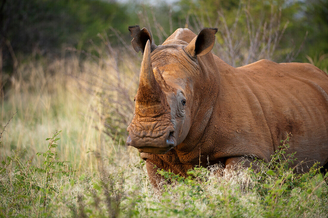Southern white rhino (Ceratotherium simum) at Madikwe Game Preserve,South Africa