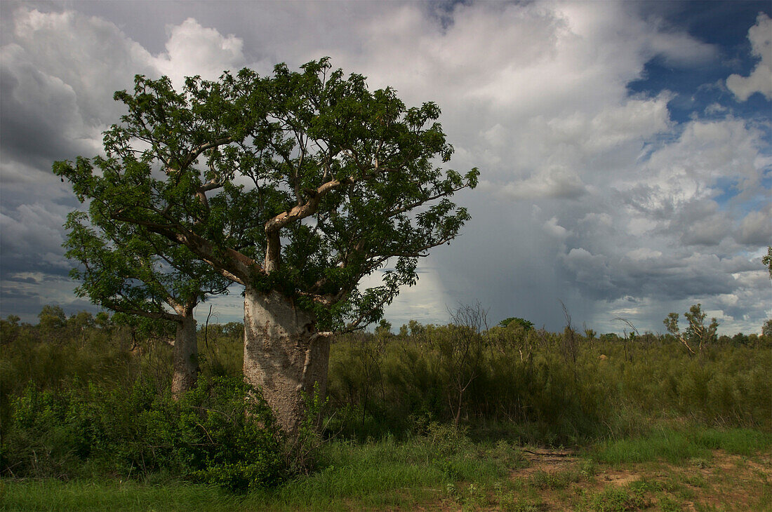 Boab tree (Adansonia gregorii) beneath white clouds,Australia