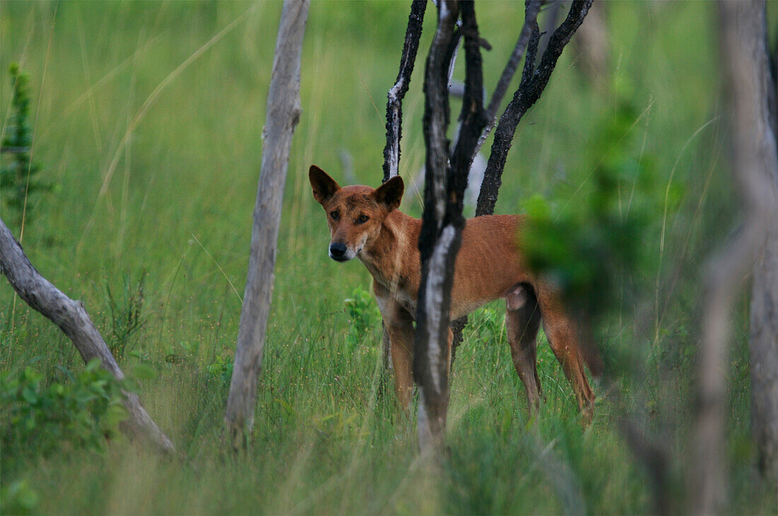 Alert Dingo (Canis familiaris dingo) in a wooded area,Australia