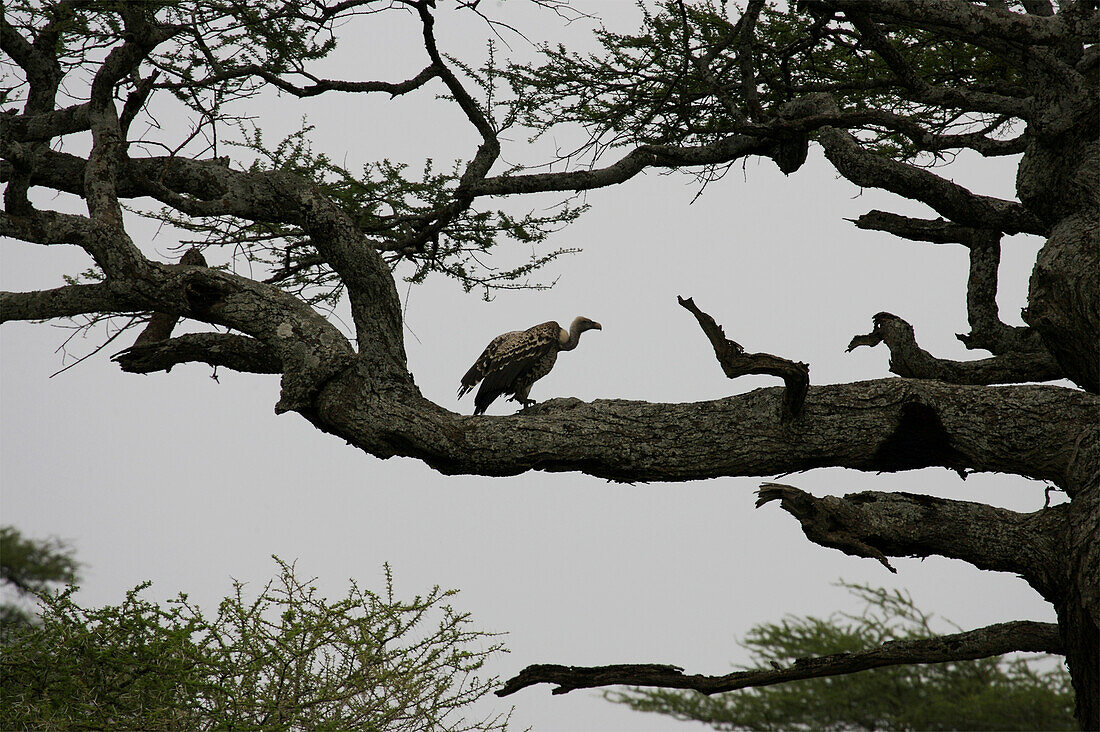 Vulture perching on a tree branch,Serenera,Tanzania