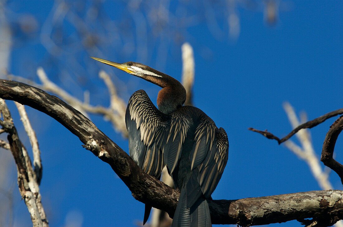 Porträt eines Anhinga (Anhinga anhinga) im Kakadu National Park, Northern Territory, Australien