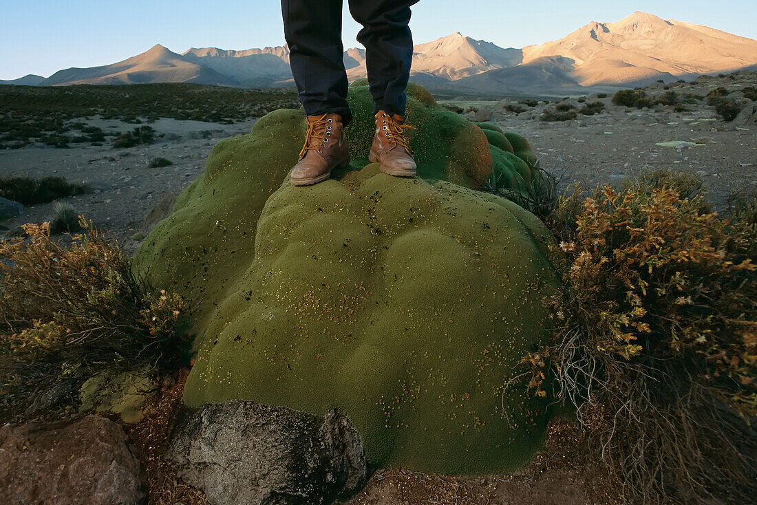 Hiker stands on a moss-covered rock in the Atacama desert,Chile