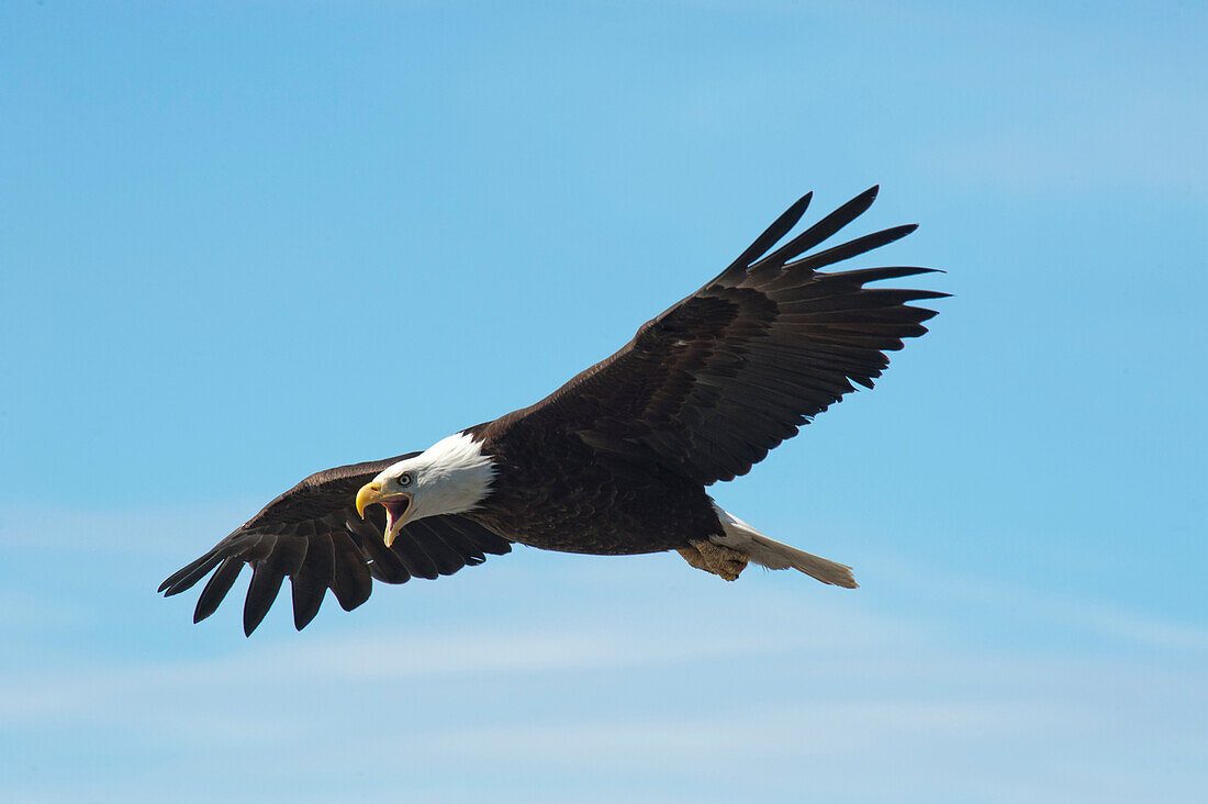 Mächtiger Weißkopfseeadler (Haliaeetus leucocephalus), der im Flug Alarmrufe ausstößt, um allen mitzuteilen, dass er in der Nähe ist, Anchor Point, Alaska, Vereinigte Staaten von Amerika